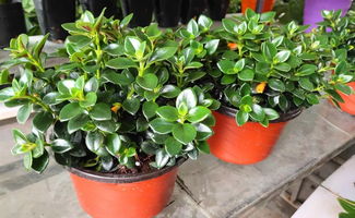 綏德景源花卉新貨到店，精品花卉先到先得