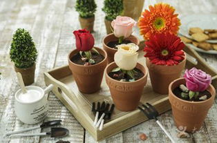 56cake加盟費及盆景種植加盟指南