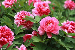 國(guó)花之問(wèn) 從牡丹推薦看盆景種植的民間智慧